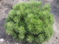 Pinus-mugo-var.-Mughus