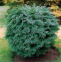 chamaecyparis-lawsoniana-gl.png
