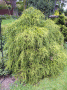 chamaecyparsi-pisifera-sung.gif