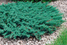 juniper-blue-chip.gif