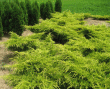 juniperus-media-old-gold