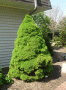 picea_glauca_conica