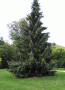 picea_omorika