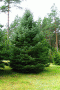 picea_pungens