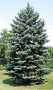picea_pungens_glauca