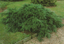 taxus-baccata-repandens