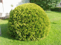 thuja-golden-globe