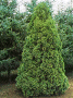 thuja_occi_columna